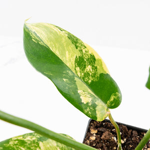 Philodendron 'Florida Beauty' x 'Mayoi' (wk23-D)
