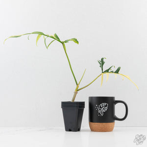 Philodendron Florida Beauty x Polypodioides Variegated (wk27-C)