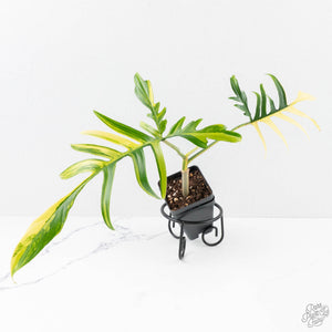 Philodendron Florida Beauty x Polypodioides Variegated (wk27-C)