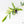 Philodendron Florida Beauty x Polypodioides Variegated (wk27-C)