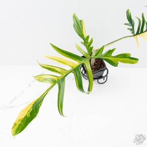 Philodendron Florida Beauty x Polypodioides Variegated (wk27-C)