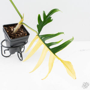 Philodendron Florida Beauty x Polypodioides Variegated (wk27-C)