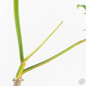 Philodendron Florida Beauty x Polypodioides Variegated (wk27-C)