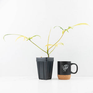 Philodendron Florida Beauty x Polypodioides Variegated (wk31-L)