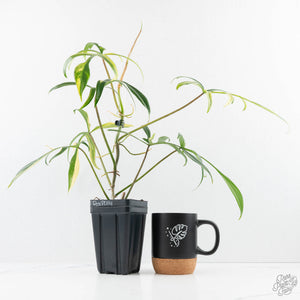 Philodendron Florida Beauty x Polypodioides Variegated (wk23-F)