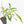 Philodendron Florida Beauty x Polypodioides Variegated (wk23-F)
