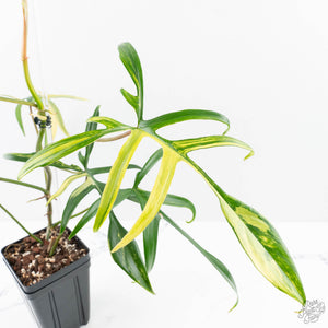 Philodendron Florida Beauty x Polypodioides Variegated (wk23-F)