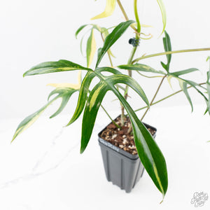 Philodendron Florida Beauty x Polypodioides Variegated (wk23-F)