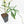 Philodendron Florida Beauty x Polypodioides Variegated (wk23-F)