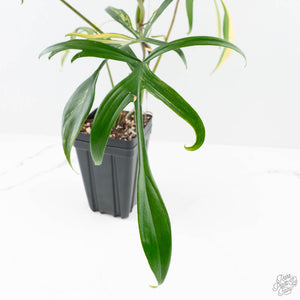 Philodendron Florida Beauty x Polypodioides Variegated (wk23-F)