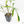 Philodendron Florida Beauty x Polypodioides Variegated (wk23-F)