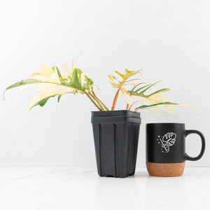 Philodendron 'Florida Beauty' x 'Tortum' Variegated (wk34-L81)