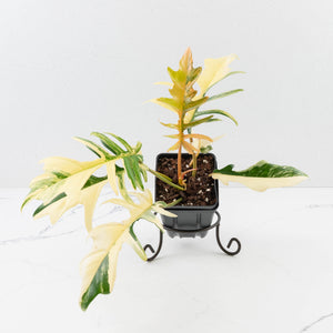 Philodendron 'Florida Beauty' x 'Tortum' Variegated (wk34-L81)