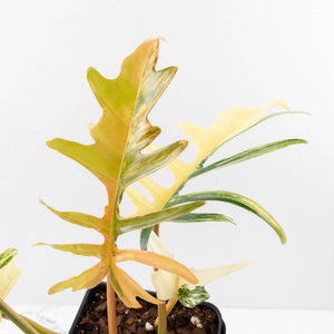 Philodendron 'Florida Beauty' x 'Tortum' Variegated (wk34-L81)