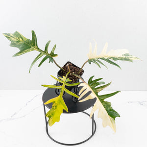 Philodendron 'Florida Beauty' x 'Tortum' Variegated (wk35-L213)