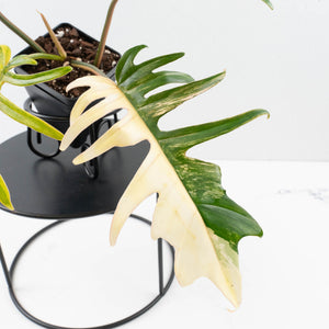 Philodendron 'Florida Beauty' x 'Tortum' Variegated (wk35-L213)