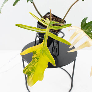 Philodendron 'Florida Beauty' x 'Tortum' Variegated (wk35-L213)