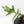 Philodendron 'Florida Beauty' x 'Tortum' Variegated (wk35-L213)