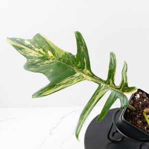 Philodendron 'Florida Beauty' x 'Tortum' Variegated (wk35-L213)