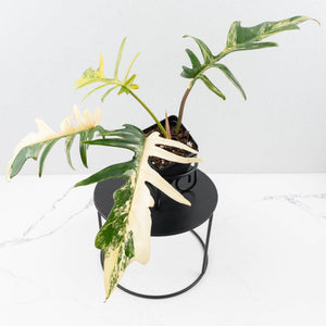 Philodendron 'Florida Beauty' x 'Tortum' Variegated (wk35-L213)