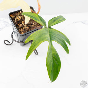 Philodendron 'Florida Beauty' Albo Variegated (wk21-UJ)