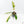 Philodendron 'Florida Beauty' x 'Tortum' Variegated (wk21-G)