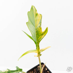Philodendron 'Florida Beauty' x 'Tortum' Variegated (wk21-G)