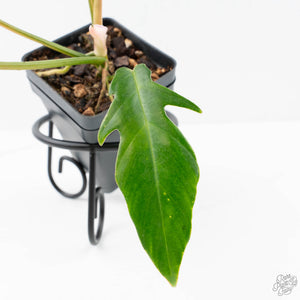 Philodendron 'Florida Beauty' x 'Tortum' Variegated (wk21-G)