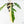 Philodendron 'Florida Beauty' x 'Tortum' Variegated (wk21-G)