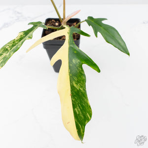 Philodendron 'Florida Beauty' x 'Tortum' Variegated (wk21-G)