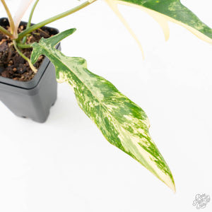 Philodendron 'Florida Beauty' x 'Tortum' Variegated (wk21-G)