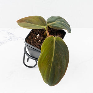 Philodendron Gigas Variegated (wk32-UI)