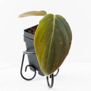 Philodendron Gigas Variegated (wk32-UI)