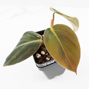 Philodendron Gigas Variegated (wk32-UI)
