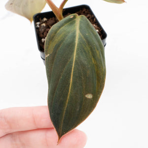 Philodendron Gigas Variegated (wk32-UI)