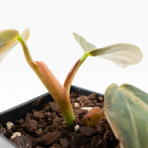 Philodendron Gigas Variegated (wk32-UI)