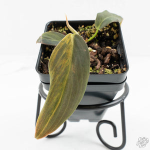 Philodendron Gigas Variegated (wk16-UA)