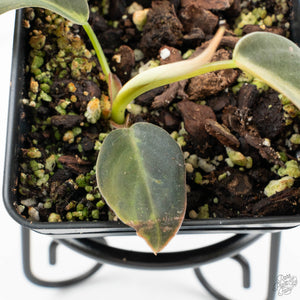 Philodendron Gigas Variegated (wk16-UA)