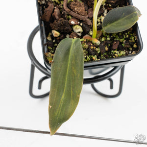 Philodendron Gigas Variegated (wk16-UA)