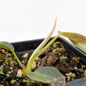Philodendron Gigas Variegated (wk16-UA)