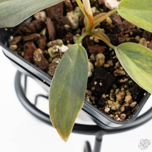 Philodendron Gigas Variegated (wk24-A)