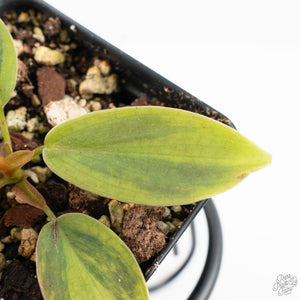 Philodendron Gigas Variegated (wk24-A)