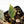 Philodendron Gigas Variegated (wk24-A)