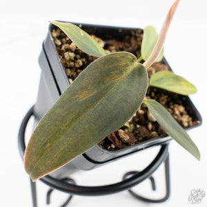Philodendron Gigas Variegated (wk24-A)