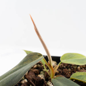Philodendron Gigas Variegated (wk24-A)