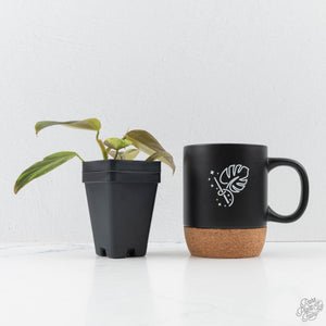 Philodendron Gigas Variegated (wk26-UH)