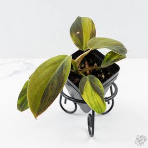 Philodendron Gigas Variegated (wk26-UH)