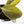 Philodendron Gigas Variegated (wk26-UH)