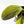 Philodendron Gigas Variegated (wk26-UH)