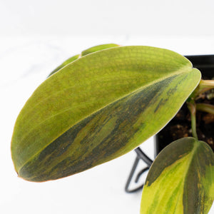 Philodendron Gigas Variegated (wk26-UH)